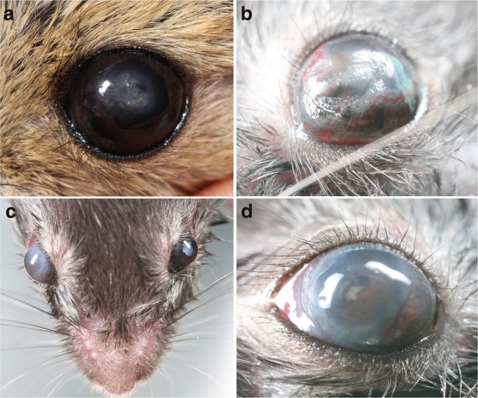 siberian mouse nude. 2014 Ophthalmology of Myodonta: Mice, Rats, Hamsters, Gerbils, and Relatives |  SpringerLink