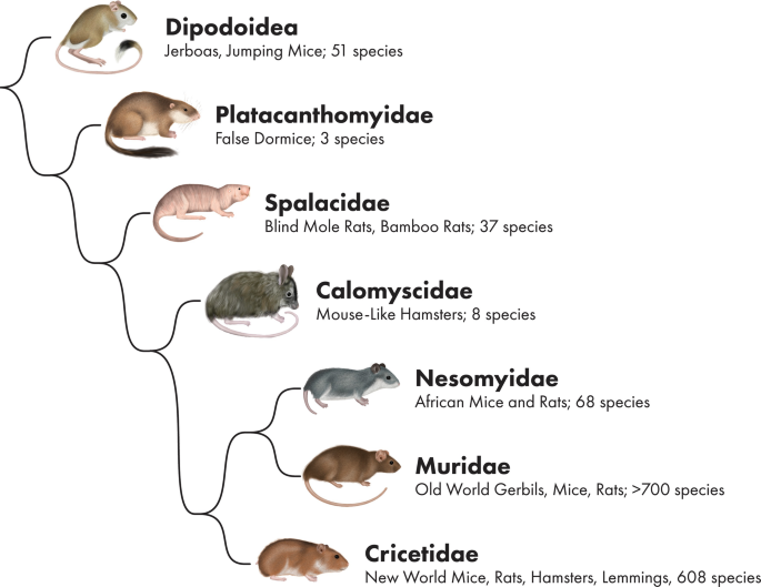 Hamsters, Gerbils, Rats and Mice