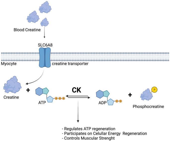 Creatine Kinase as a Biomarker | SpringerLink