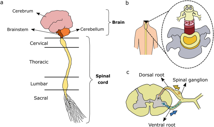 Correctly label the following anatomical features of the spinal cord.