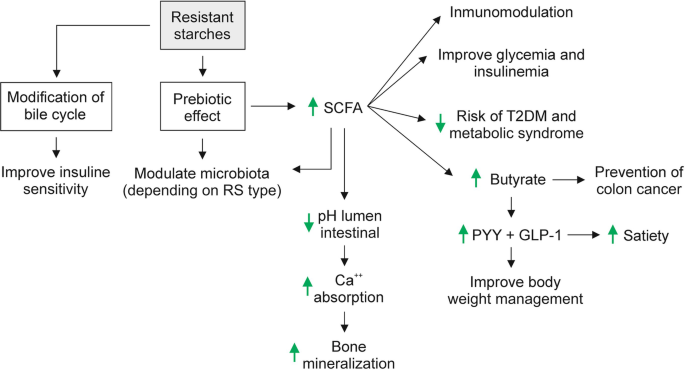 Beneficial effects of resistant starch for host health - Gut Microbiota for  Health