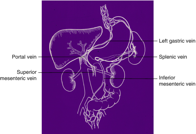 Portal Hypertension | SpringerLink