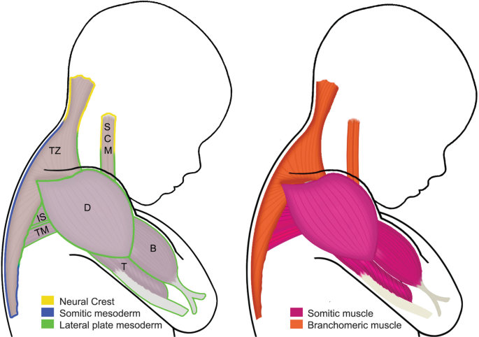 Development of the Shoulder Girdle