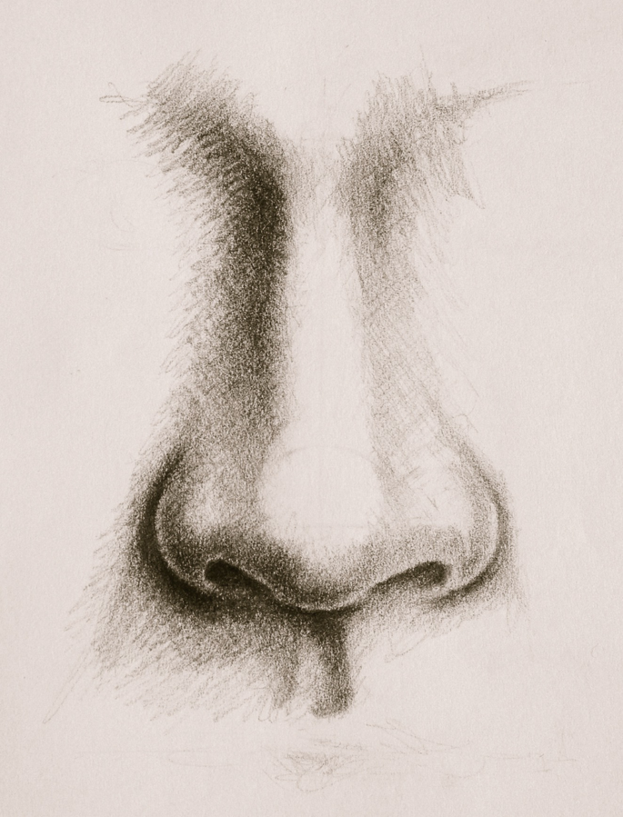 Tutorial Drawing a Human Nose. Drawing Nose on Paper Stock Illustration -  Illustration of roman, face: 183784931
