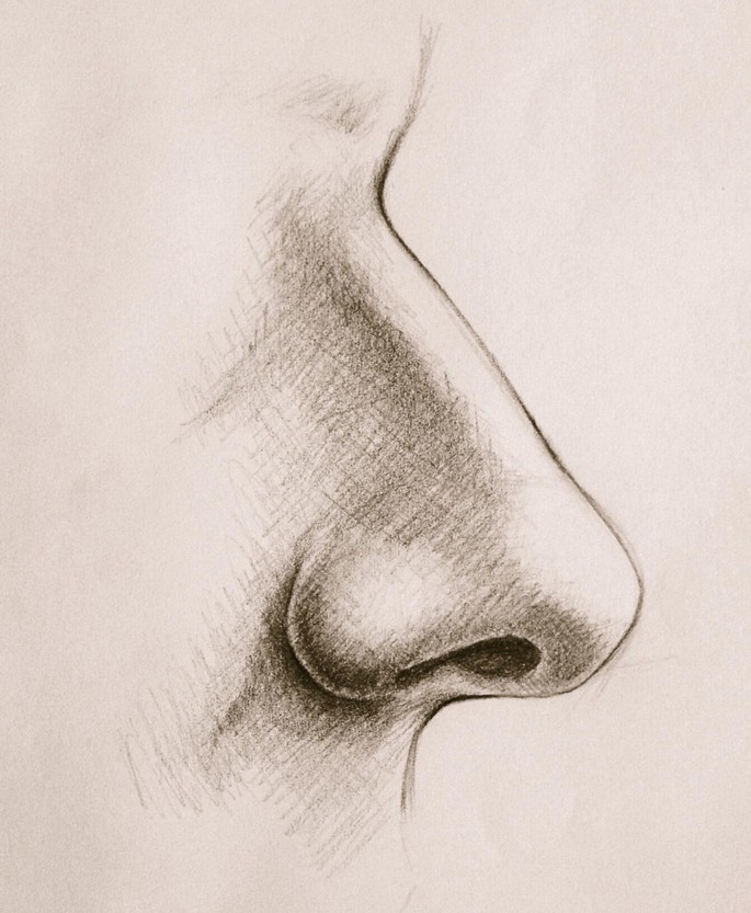 How to Draw a Nose — Anatomy and Structure | by tiptuber | Medium
