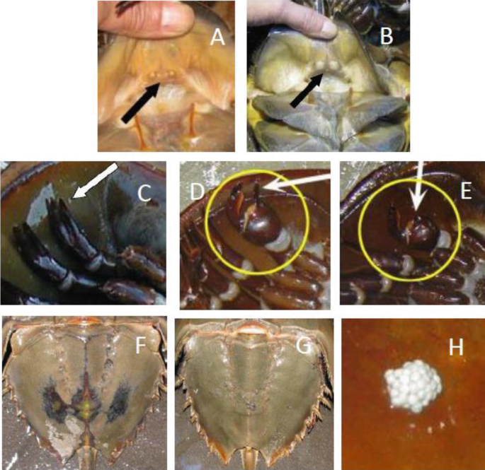 Relative Abundance of Horseshoe Crabs in the Delaware Bay Region: A  Critical Factor for Adaptive Resource Management