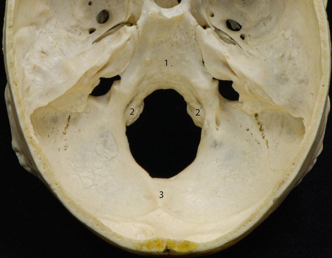 occipital bone unlabeled