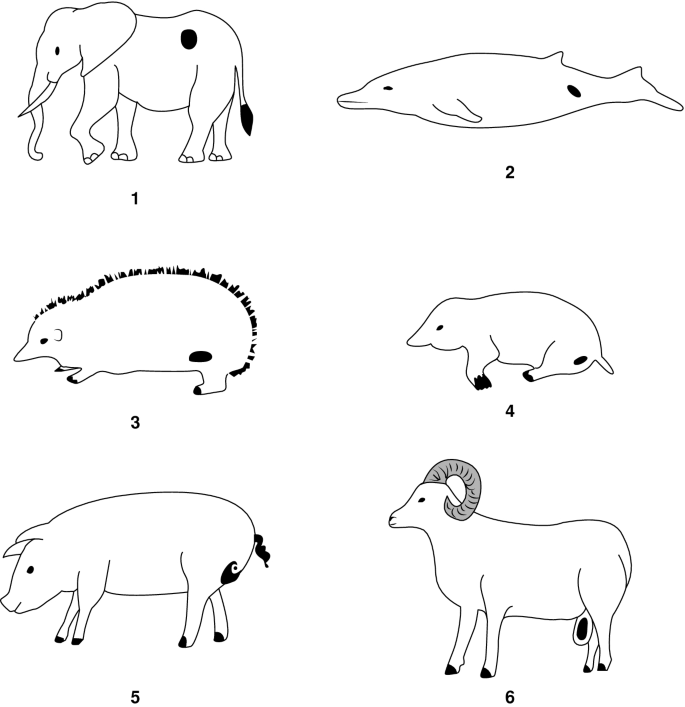 Scrotum Evolution | SpringerLink Scrotum Evolution | SpringerLink