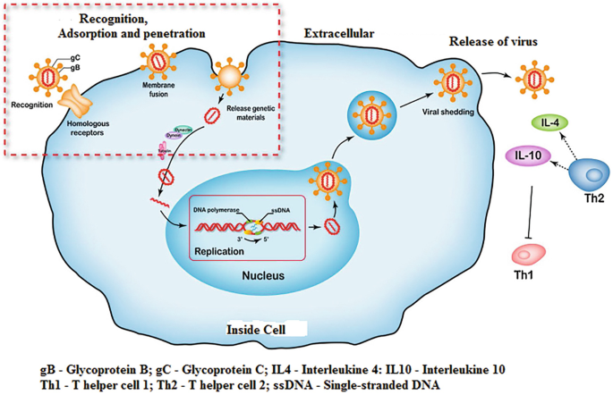 Medicinal Plants Against Herpes Simplex Virus (HSV) Type 2 Infections:  Ethnopharmacology, Chemistry, Clinical, and Preclinical Studies | Springer  Nature Link