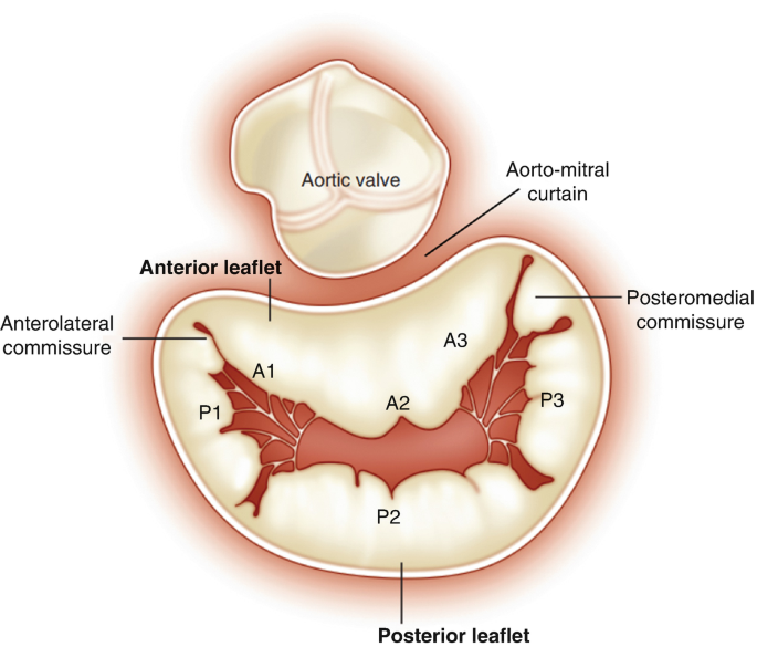 Mitral Valve | SpringerLink