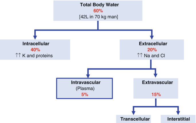 Fluids, Electrolytes, and Dehydration | SpringerLink