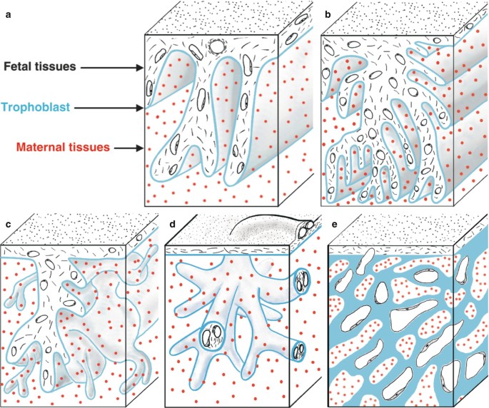 Placental Types | SpringerLink Placental Types | SpringerLink