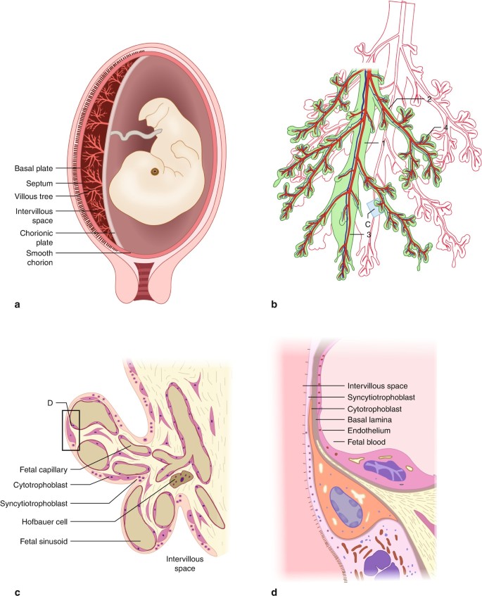 Basic Structure of a Placental Villus | SpringerLink