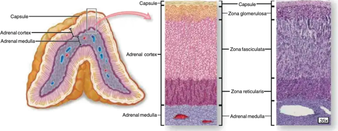 Adrenal Glands: Anatomy, Physiology, and Pathophysiology | SpringerLink