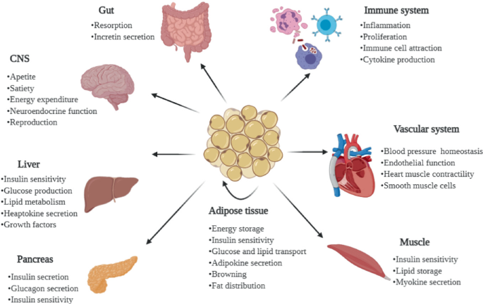 Endocrine Role of Adipose Tissue in Obesity and Related Disorders |  SpringerLink