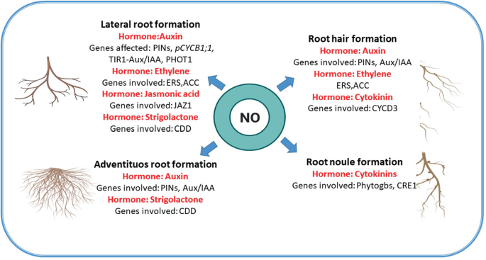 Frontiers  Effects of Flooding and Endogenous Hormone on the Formation of  Knee Roots in Taxodium ascendens