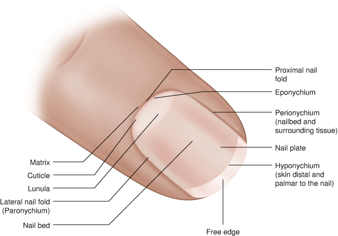 Nails | Basicmedical Key