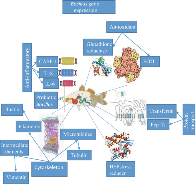 glutathione and hair health Does Glutathione Cause Hair Loss? Facts & Side Effects  CYMBIOTIKA