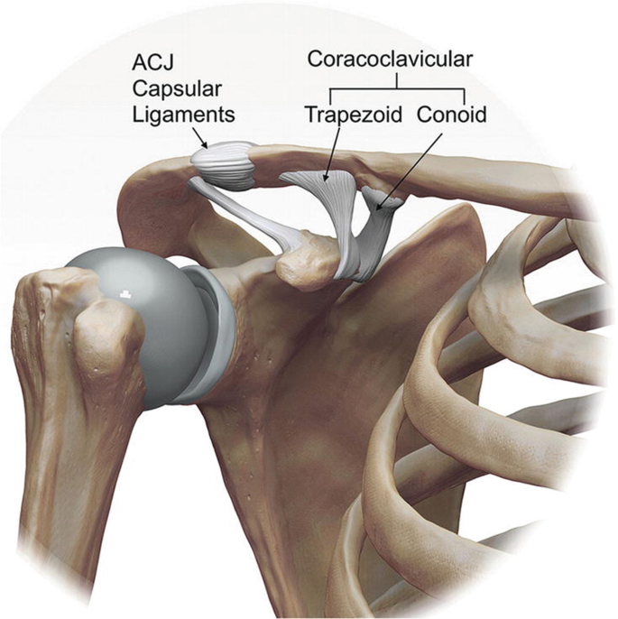 Shoulder Joint Anatomy 