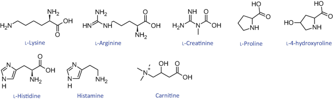 Basic Amino Acids and Prolines'Again: Much More than Easy Fuel' | Springer  Nature Link