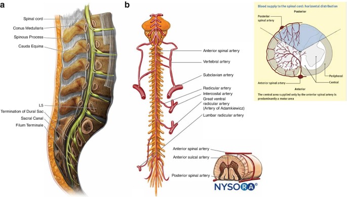 Neuraxial Block: Spine Anatomy; Epidural (Cervical, Thoracic, Lumbar,  Caudal) | SpringerLink