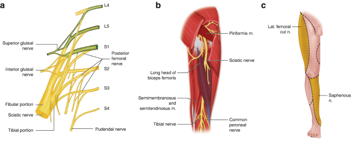 sciatic nerve branches