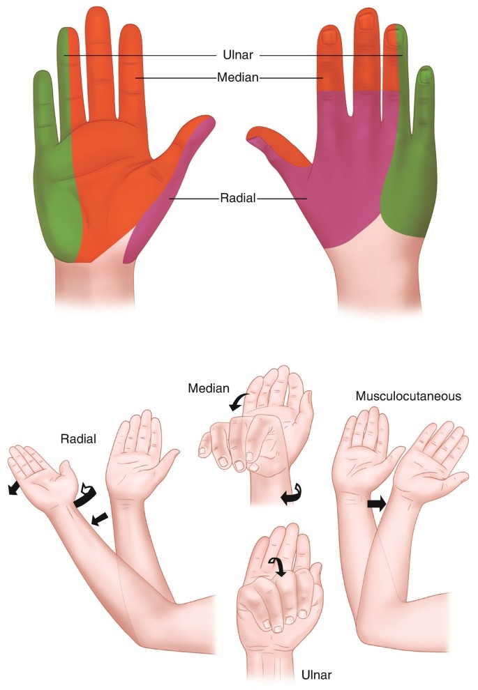 Upper Extremity Blocks: Wrist Blocks: Ulnar, Radial, Median Nerve Blocks