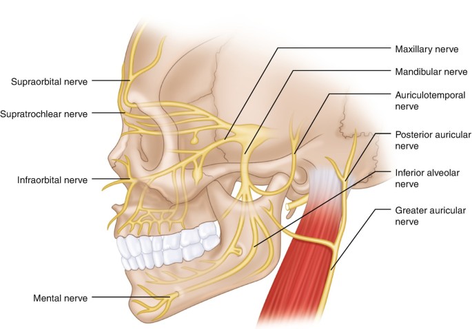 infraorbital nerve