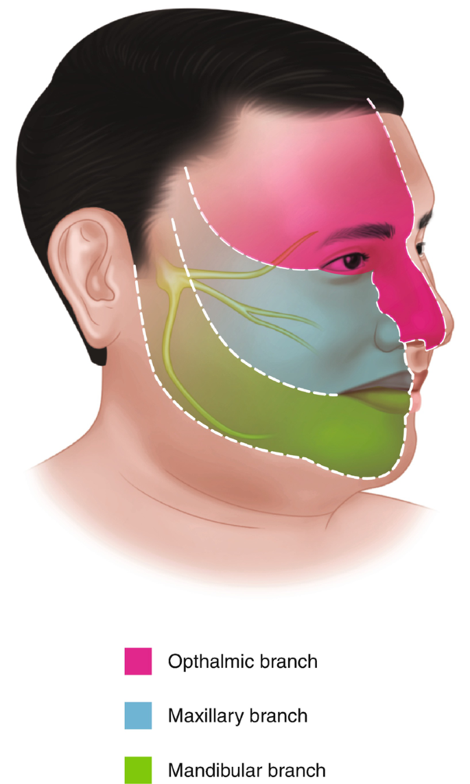 The Trigeminal Nerve, Facial Pain & Trigeminal Neuralgia