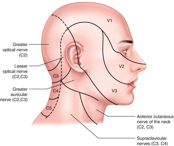 Craniofacial Pain: Occipital Neuralgia and Nerve Block | SpringerLink