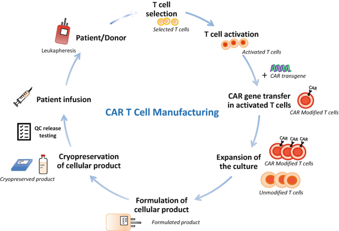 CAR T Cell Manufacturing Workflow: Isolation, Activation and