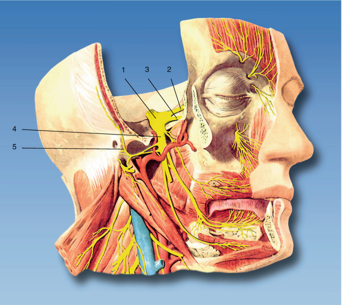 Trigeminal nerve Anatomy - The Mandibular nerve 