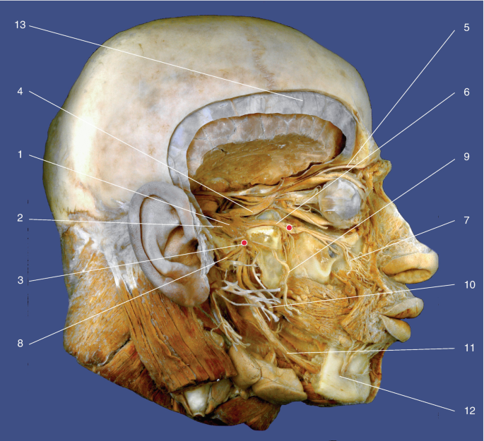 Mandibular nerve branches Diagram