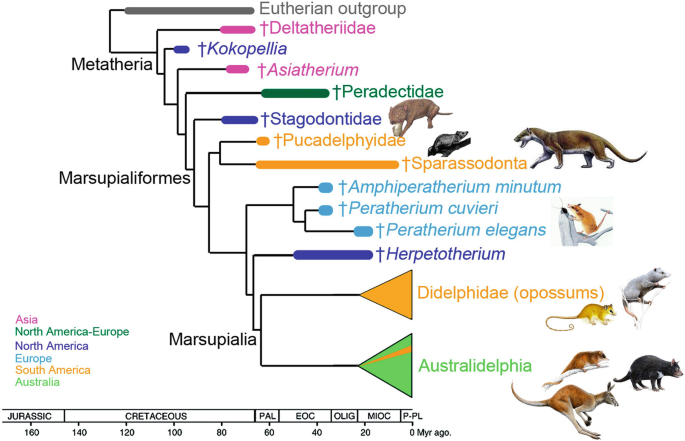 The origin and early evolution of metatherian mammals: the Cretaceous record