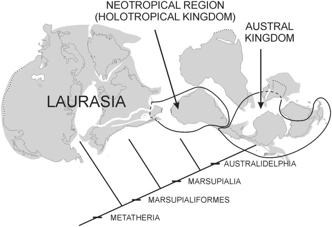 PDF) The origin and early evolution of metatherian mammals: The Cretaceous record
