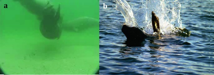 The Harbor Seal: The Most Ubiquitous Phocid in the Northern Hemisphere |  SpringerLink