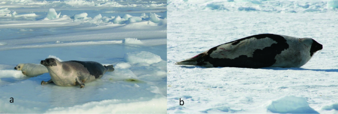 Harp seal tongue