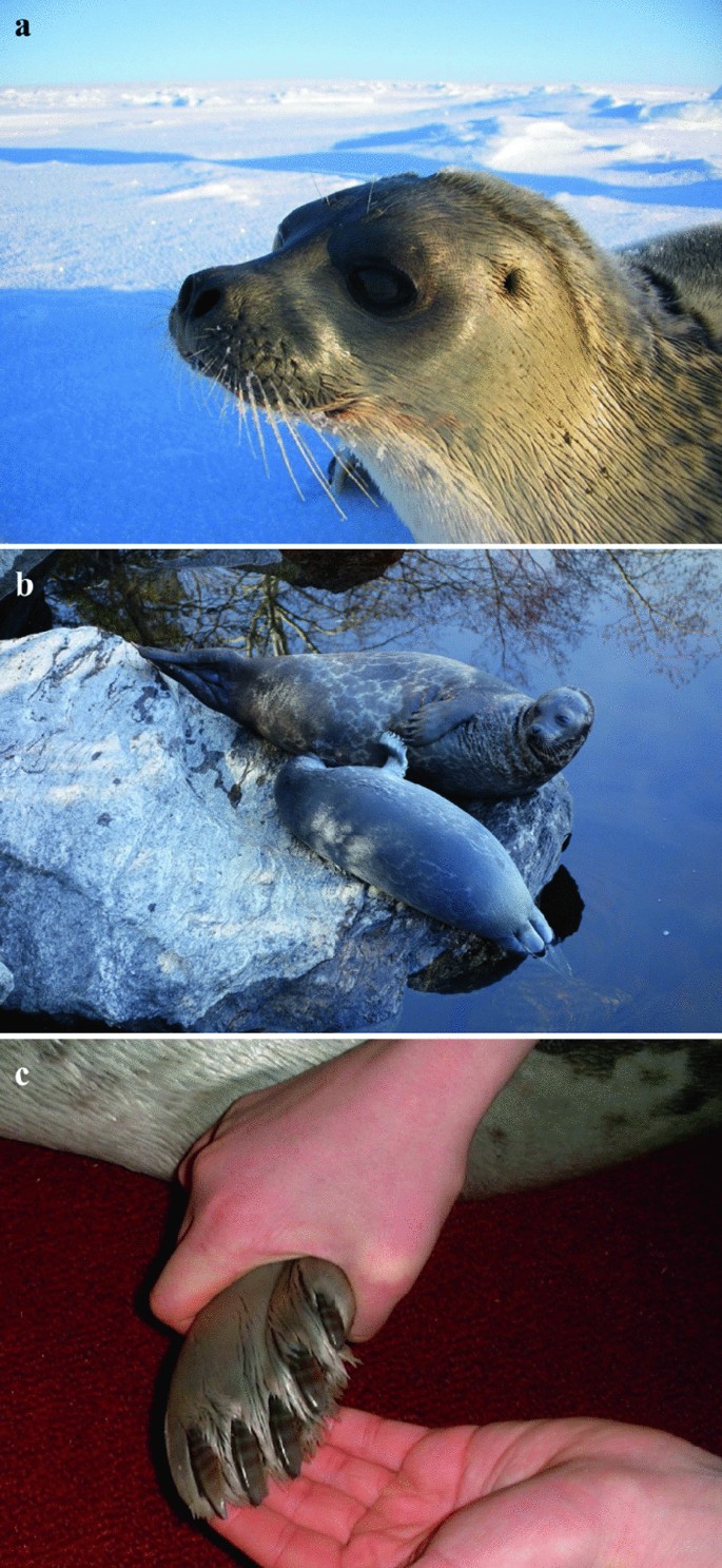 Safeguarding the Saimaa Ringed Seal (LIFE Saimaa Seal)