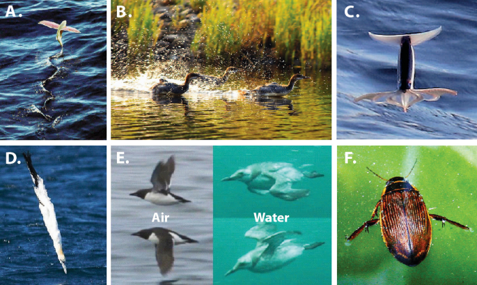 Aerial-Aquatic Locomotion in Nature | SpringerLink