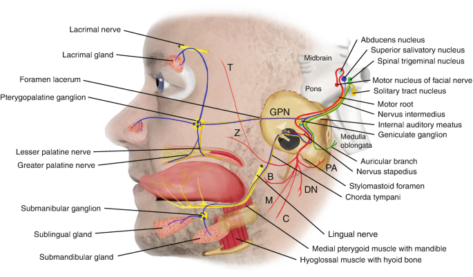 Marginal mandibular branch of the facial nerve - Wikipedia