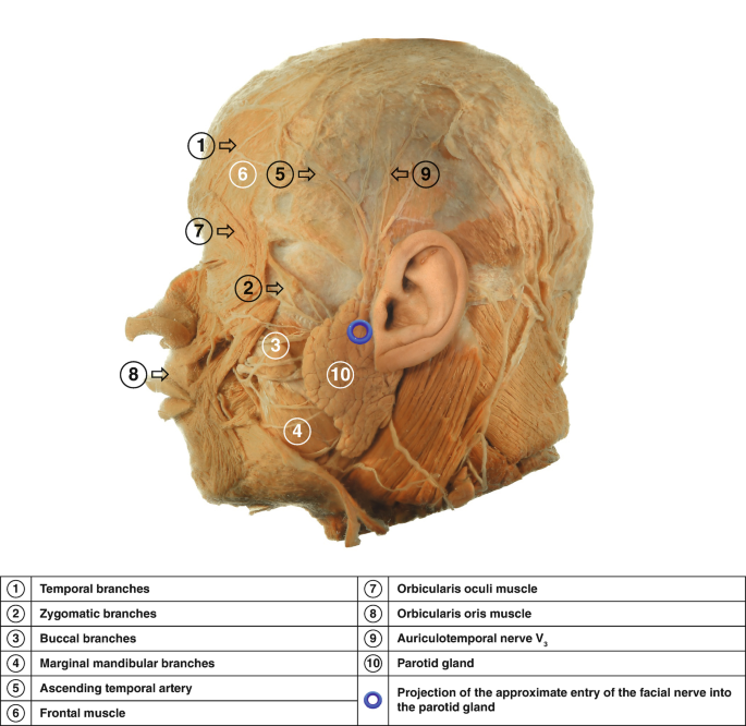 Marginal mandibular branch of the facial nerve - Wikipedia