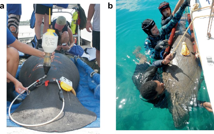 Frontiers  Associated benefits of manatee watching in the Costa dos Corais  Environmental Protection Area