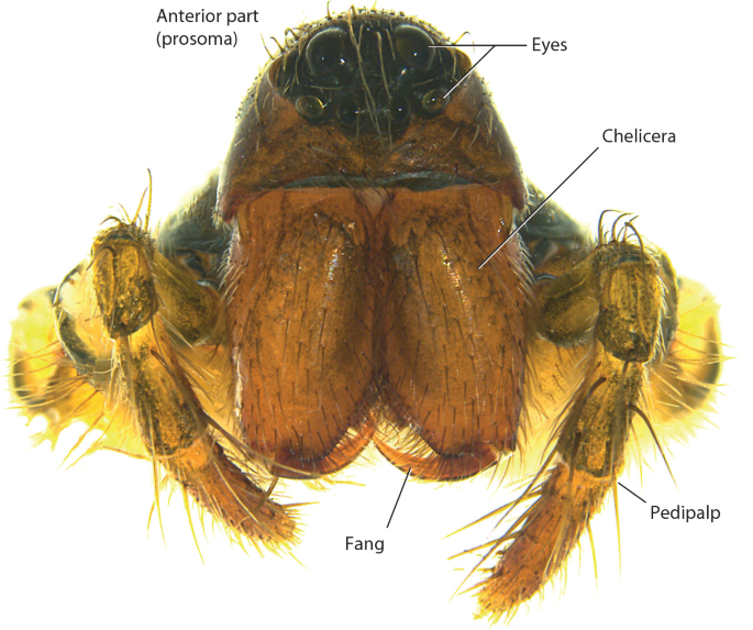 The mechanical characterization of the legs, fangs, and prosoma in