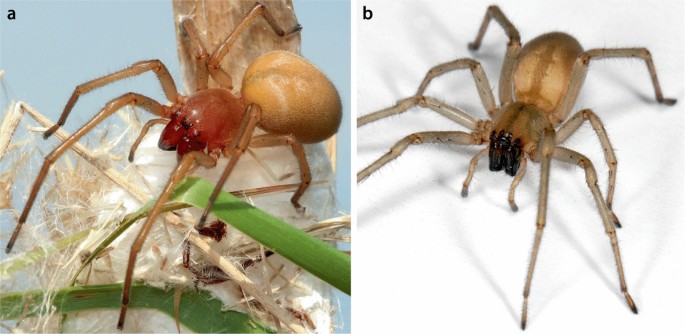 A spider's feet hold a hairy, sticky secret