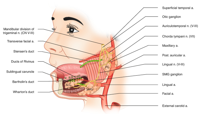 Salivary Glands: Basic Anatomy and Histology | SpringerLink