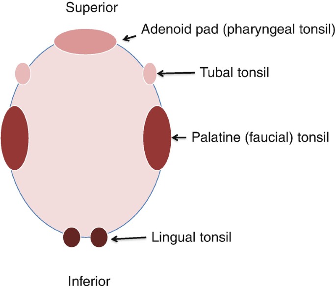 Waldeyer's Tonsillar Ring - an overview | ScienceDirect Topics