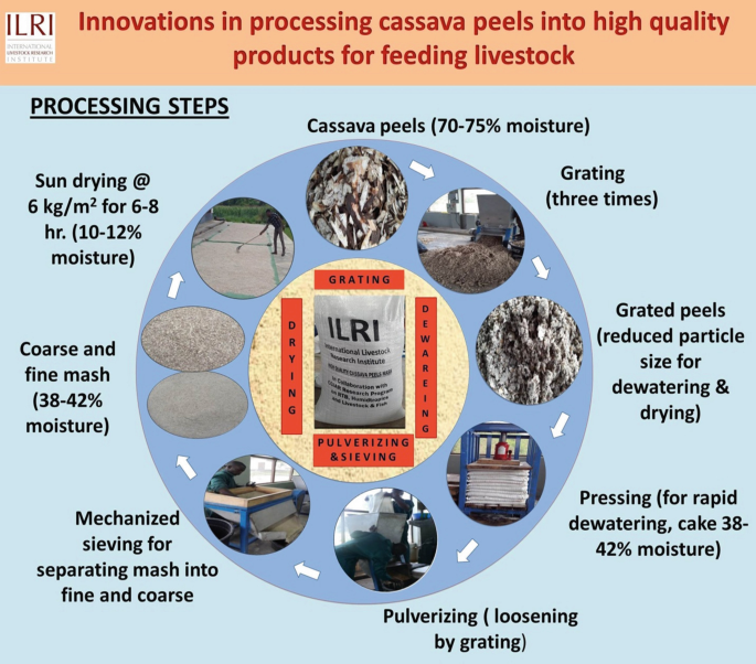 Turning Waste to Wealth: Harnessing the Potential of Cassava Peels for Nutritious Animal Feed | SpringerLink Turning Waste to Wealth: Harnessing the Potential of Cassava Peels for Nutritious Animal Feed | SpringerLink