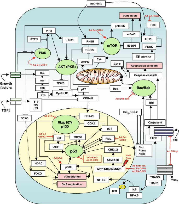 The diagram illustrates the complicated cartoon model. It includes nutrition, growth factors, translation, transaction, D N A replication, and many more.