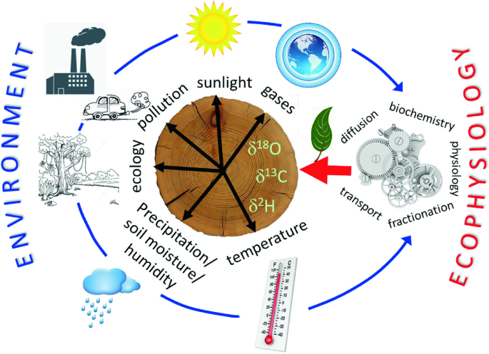 The what, how, why, and when of dendrochemistry: (paleo)environmental  information from the chemical analysis of tree rings - ScienceDirect