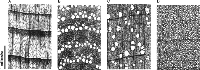 Dynamics of subalpine forests